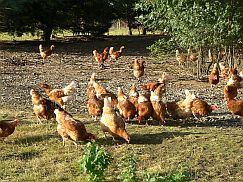 Hühner im Auslauf
